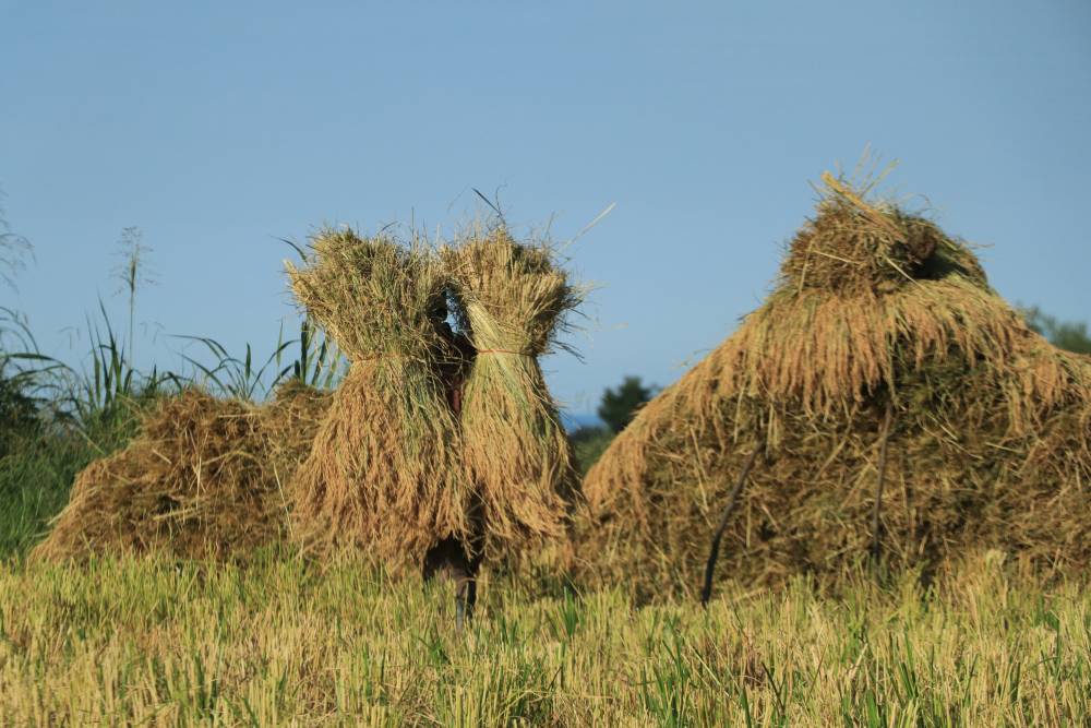 برداشت محصولات امسال (1402)شالی گستر عطراگین 